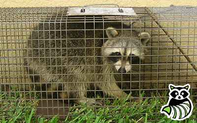 Westmoreland County trapping